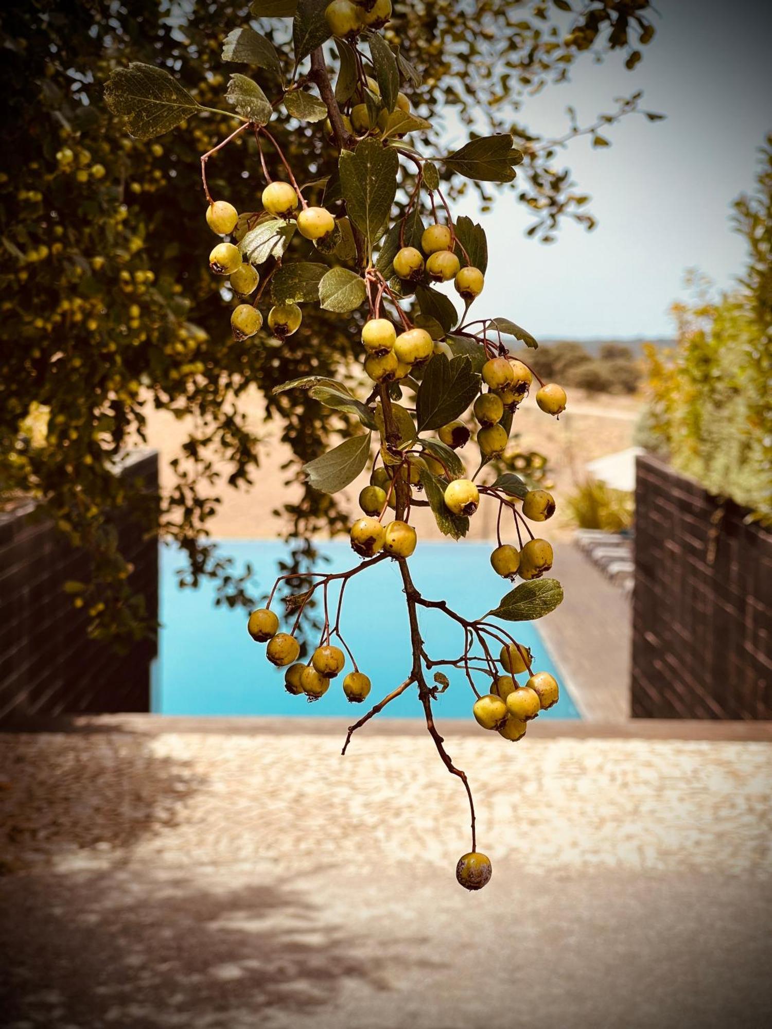 Herdade Da Cortesia Hotel Αβίς Εξωτερικό φωτογραφία